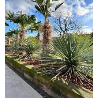 Yucca rostrata - hauteur totale 50-70 cm - pot 26 cm