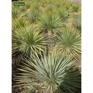 Yucca rostrata - hauteur totale 50-70 cm - pot 26 cm