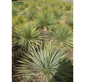 Yucca rostrata - hauteur totale 50-70 cm - pot 26 cm