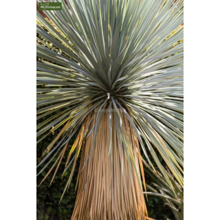 Yucca rostrata - hauteur totale 50-70 cm - pot 26 cm