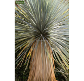 Yucca rostrata - hauteur totale 50-70 cm - pot 26 cm