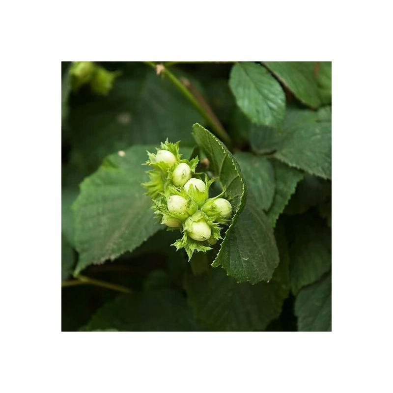 Corylus avellana Garibaldi - pot 2 ltr