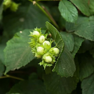 Corylus avellana Garibaldi - pot 2 ltr