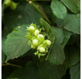 Corylus avellana Garibaldi - pot 2 ltr