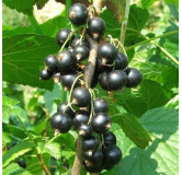 Ribes nigrum Ojebyn - pot 2 ltr