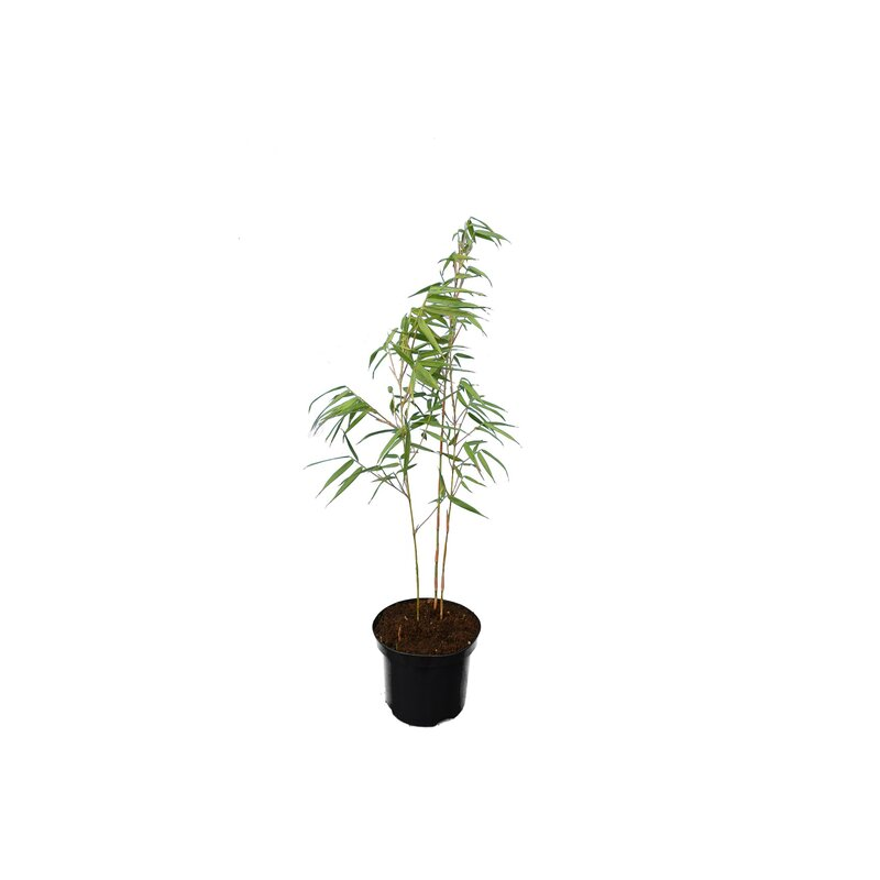 Fargesia scabrida - hauteur totale 80+ cm - pot 2 ltr