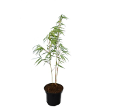 Fargesia scabrida - hauteur totale 80+ cm - pot 2 ltr