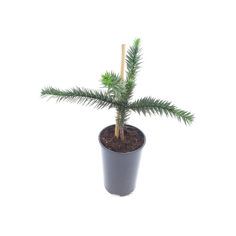 Araucaria araucana - hauteur totale 35-45 cm - pot 3 ltr