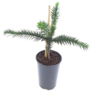 Araucaria araucana - hauteur totale 35-45 cm - pot 3 ltr