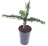 Araucaria araucana - hauteur totale 35-45 cm - pot 3 ltr