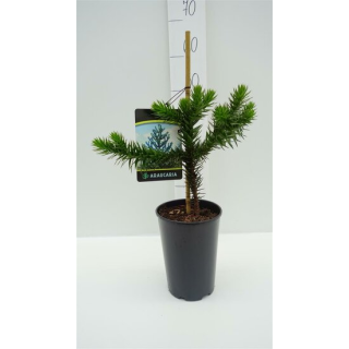 Araucaria araucana - hauteur totale 35-45 cm - pot 3 ltr