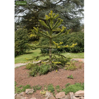 Araucaria araucana - hauteur totale 35-45 cm - pot 3 ltr