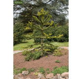 Araucaria araucana - hauteur totale 35-45 cm - pot 3 ltr