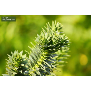 Araucaria araucana - hauteur totale 35-45 cm - pot 3 ltr