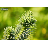 Araucaria araucana - hauteur totale 35-45 cm - pot 3 ltr