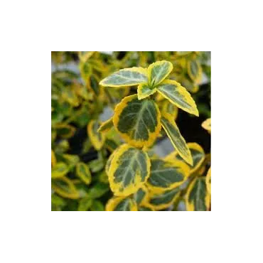 Euonymus fortunei Emerald 'n Gold - pot 0,5 ltr