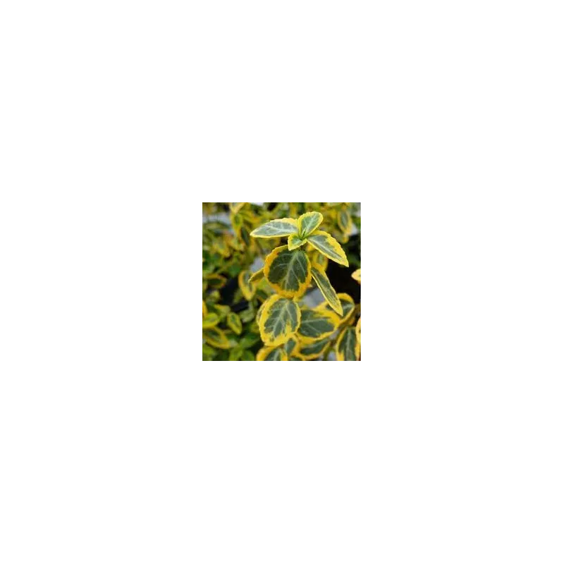 Euonymus fortunei Emerald 'n Gold - pot 0,5 ltr