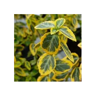 Euonymus fortunei Emerald 'n Gold - pot 0,5 ltr