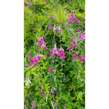 Lespedeza thunbergii / Trèfle en arbre / Conteneur de 7 à 10 litres