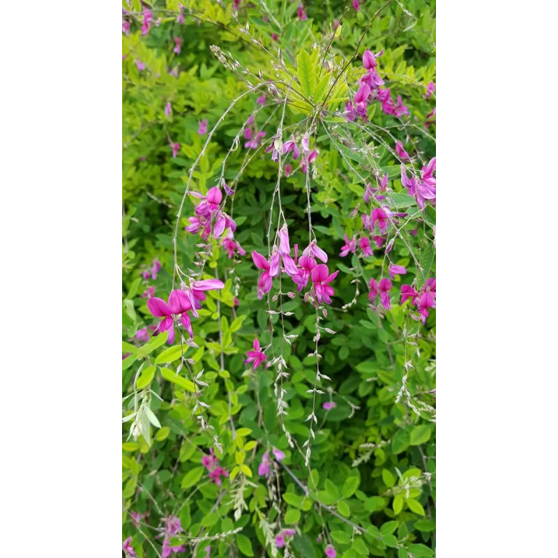 Lespedeza thunbergii / Trèfle en arbre / Conteneur de 7 à 10 litres