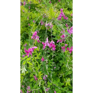 Lespedeza thunbergii / Trèfle en arbre / Conteneur de 7 à 10 litres