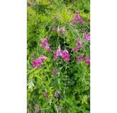 Lespedeza thunbergii / Trèfle en arbre / Conteneur de 7 à 10 litres