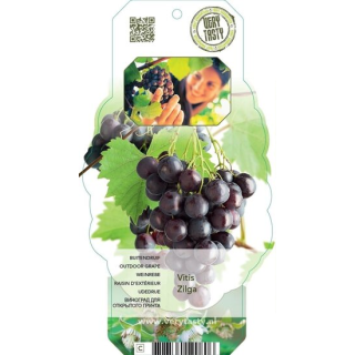 Vitis labrusca Zilga - pot 2 ltr