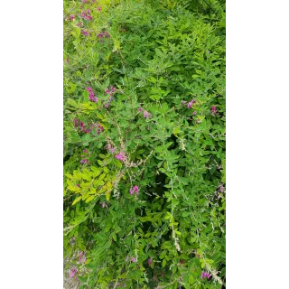 Lespedeza thunbergii / Trèfle en arbre / Conteneur de 7 à 10 litres