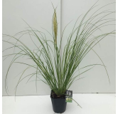 Cortaderia selloana Mini Pampas - pot 5 ltr