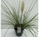 Cortaderia selloana Mini Pampas - pot 5 ltr