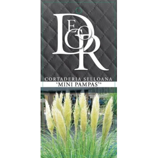 Cortaderia selloana Mini Pampas - pot 5 ltr