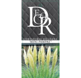 Cortaderia selloana Mini Pampas - pot 5 ltr