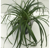 Carex Ribbon Falls - pot 2 ltr