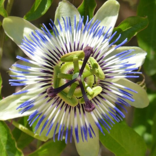 Passiflora caerulea - pot 2 ltr