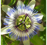 Passiflora caerulea - pot 2 ltr