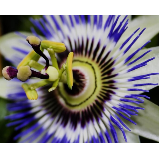 Passiflora caerulea - pot 2 ltr