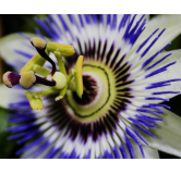 Passiflora caerulea - pot 2 ltr