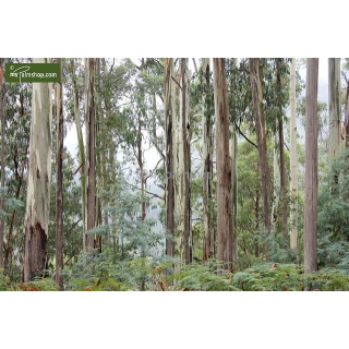 Eucalyptus gunnii Azura - hauteur totale 70-100 cm - pot 10 ltr