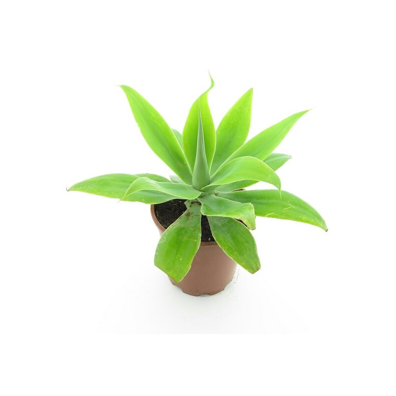 Agave attenuata - pot 20 cm