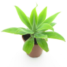 Agave attenuata - pot 20 cm