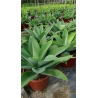 Agave attenuata - pot 20 cm