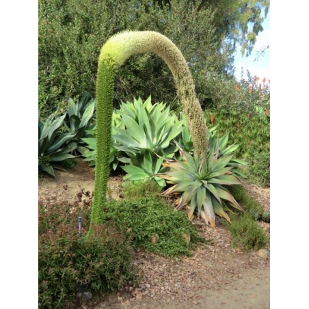 Agave attenuata - pot 20 cm