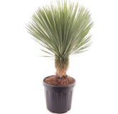 Yucca rostrata - tronc 30-40 cm