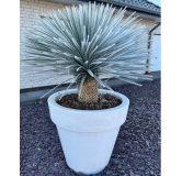 Yucca rostrata - tronc 30-40 cm