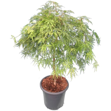 Acer palmatum Dissectum - tronc 55-65 cm - hauteur totale 100-120 cm - pot 15 ltr