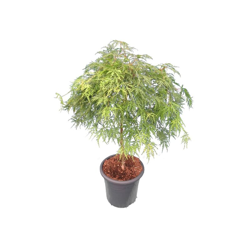 Acer palmatum Dissectum - tronc 55-65 cm - hauteur totale 100-120 cm - pot 15 ltr