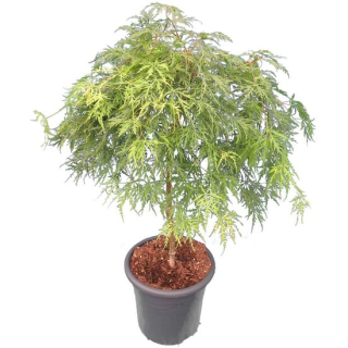 Acer palmatum Dissectum - tronc 55-65 cm - hauteur totale 100-120 cm - pot 15 ltr