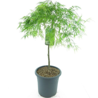 Acer palmatum Dissectum - tronc 55-65 cm - hauteur totale 100-120 cm - pot 15 ltr