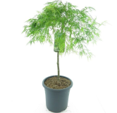 Acer palmatum Dissectum - tronc 55-65 cm - hauteur totale 100-120 cm - pot 15 ltr