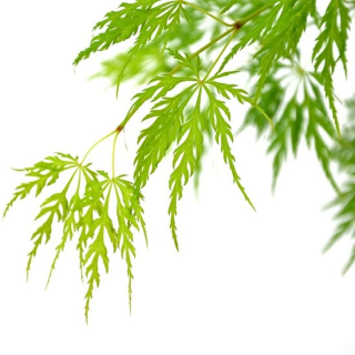 Acer palmatum Dissectum - tronc 55-65 cm - hauteur totale 100-120 cm - pot 15 ltr